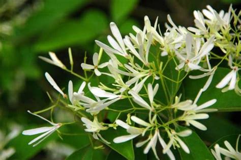 夜來香 植物|夜来香（夹竹桃科夜来香属植物）